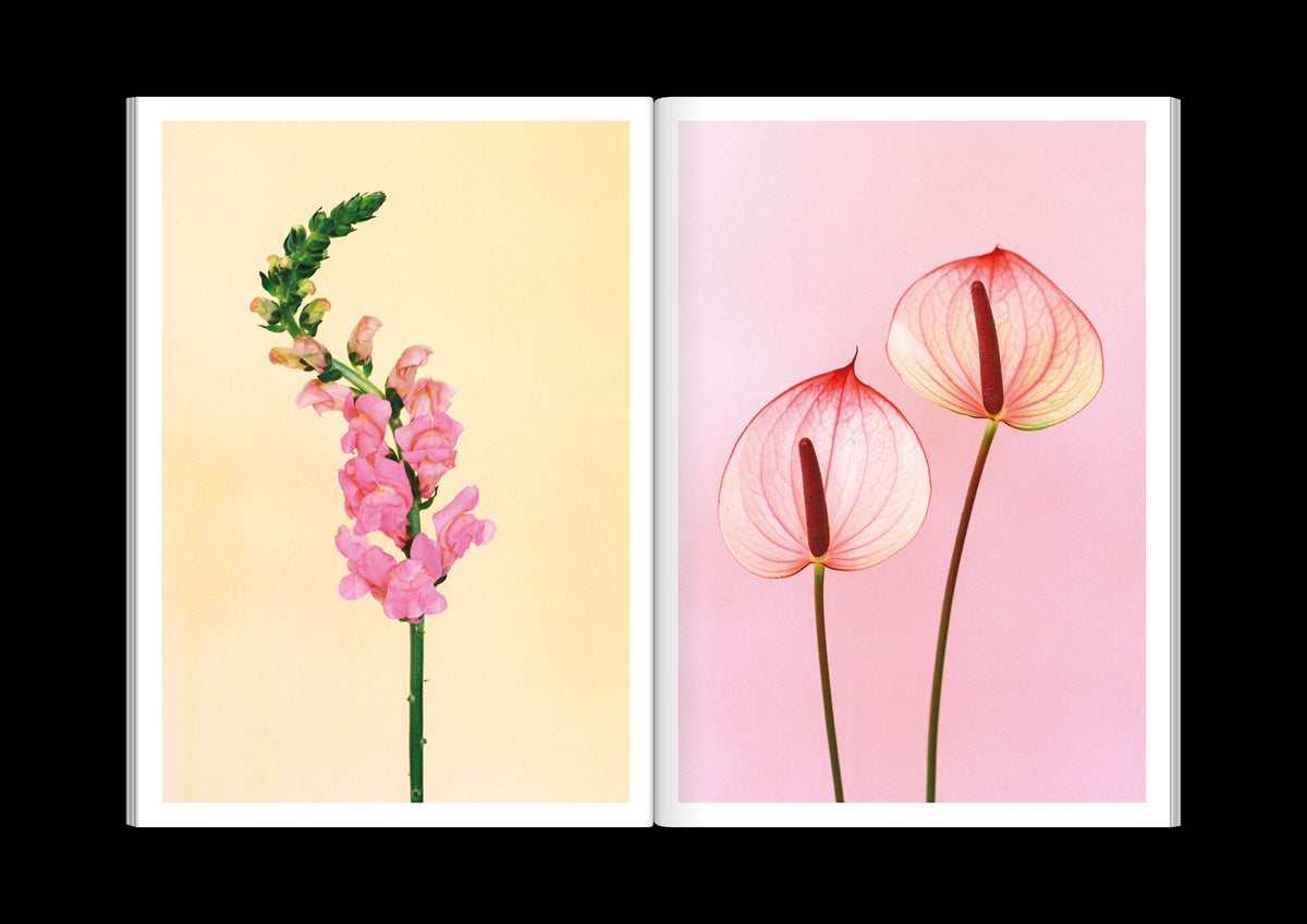 The Chromatics of Flowers